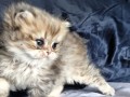 https://www.waibe.fr/sites/delphine59h/medias/images/__HIDDEN__galerie_13/IMG_20260908_141819.jpg