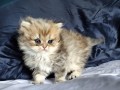 https://www.waibe.fr/sites/delphine59h/medias/images/__HIDDEN__galerie_13/IMG_20260908_141820.jpg