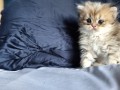 https://www.waibe.fr/sites/delphine59h/medias/images/__HIDDEN__galerie_13/IMG_20260908_141822.jpg