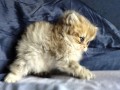 https://www.waibe.fr/sites/delphine59h/medias/images/__HIDDEN__galerie_13/IMG_20260908_141824.jpg