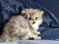 https://www.waibe.fr/sites/delphine59h/medias/images/__HIDDEN__galerie_13/IMG_20260908_141833.jpg