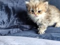 https://www.waibe.fr/sites/delphine59h/medias/images/__HIDDEN__galerie_13/IMG_20260908_141902.jpg