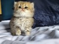 https://www.waibe.fr/sites/delphine59h/medias/images/__HIDDEN__galerie_13/IMG_20260908_141935.jpg