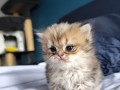 https://www.waibe.fr/sites/delphine59h/medias/images/__HIDDEN__galerie_13/IMG_20260908_141943.jpg
