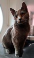 https://www.waibe.fr/sites/delphine59h/medias/images/__HIDDEN__galerie_14/466542301_1406536293387912_6982552045409616405_n.jpg
