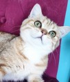 https://www.waibe.fr/sites/delphine59h/medias/images/__HIDDEN__galerie_15/IMG_20250612_154726.jpg
