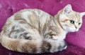 https://www.waibe.fr/sites/delphine59h/medias/images/__HIDDEN__galerie_15/IMG_20250612_155810.jpg