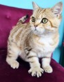 https://www.waibe.fr/sites/delphine59h/medias/images/__HIDDEN__galerie_15/IMG_20250612_160204.jpg