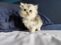 https://www.waibe.fr/sites/delphine59h/medias/images/__HIDDEN__galerie_16/IMG_20260908_141238.jpg