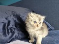 https://www.waibe.fr/sites/delphine59h/medias/images/__HIDDEN__galerie_16/IMG_20260908_141249.jpg