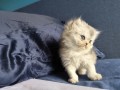 https://www.waibe.fr/sites/delphine59h/medias/images/__HIDDEN__galerie_16/IMG_20260908_141253.jpg