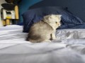https://www.waibe.fr/sites/delphine59h/medias/images/__HIDDEN__galerie_16/IMG_20260908_141442.jpg