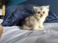https://www.waibe.fr/sites/delphine59h/medias/images/__HIDDEN__galerie_16/IMG_20260908_141520.jpg