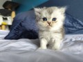 https://www.waibe.fr/sites/delphine59h/medias/images/__HIDDEN__galerie_16/IMG_20260908_141532.jpg