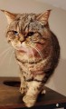 https://www.waibe.fr/sites/delphine59h/medias/images/__HIDDEN__galerie_18/462640271_1486725015338507_4306767625507600892_n.jpg