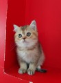 https://www.waibe.fr/sites/delphine59h/medias/images/__HIDDEN__galerie_19/IMG_20250609_164717.jpg