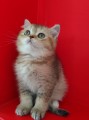 https://www.waibe.fr/sites/delphine59h/medias/images/__HIDDEN__galerie_19/IMG_20250609_164720.jpg