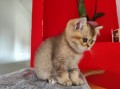 https://www.waibe.fr/sites/delphine59h/medias/images/__HIDDEN__galerie_19/IMG_20250609_164815.jpg