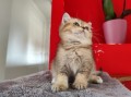https://www.waibe.fr/sites/delphine59h/medias/images/__HIDDEN__galerie_19/IMG_20250609_164831.jpg
