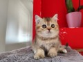 https://www.waibe.fr/sites/delphine59h/medias/images/__HIDDEN__galerie_19/IMG_20250609_164835.jpg