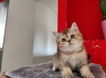 https://www.waibe.fr/sites/delphine59h/medias/images/__HIDDEN__galerie_19/IMG_20250609_164845.jpg