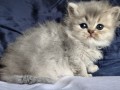 https://www.waibe.fr/sites/delphine59h/medias/images/__HIDDEN__galerie_19/IMG_20260908_142354.jpg