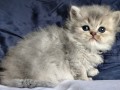 https://www.waibe.fr/sites/delphine59h/medias/images/__HIDDEN__galerie_19/IMG_20260908_142356.jpg