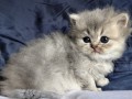 https://www.waibe.fr/sites/delphine59h/medias/images/__HIDDEN__galerie_19/IMG_20260908_142359.jpg
