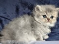 https://www.waibe.fr/sites/delphine59h/medias/images/__HIDDEN__galerie_19/IMG_20260908_142401.jpg