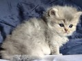 https://www.waibe.fr/sites/delphine59h/medias/images/__HIDDEN__galerie_19/IMG_20260908_142420.jpg