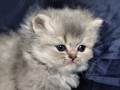 https://www.waibe.fr/sites/delphine59h/medias/images/__HIDDEN__galerie_19/IMG_20260908_142429.jpg