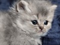 https://www.waibe.fr/sites/delphine59h/medias/images/__HIDDEN__galerie_19/IMG_20260908_142442.jpg