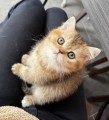 https://www.waibe.fr/sites/delphine59h/medias/images/__HIDDEN__galerie_19/Messenger_creation_BBE02313-0A00-4BB6-A54F-8AF36B02C365.jpeg