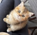 https://www.waibe.fr/sites/delphine59h/medias/images/__HIDDEN__galerie_19/Messenger_creation_E9CB0C3A-DE1A-4326-951F-A55855849F2C.jpeg