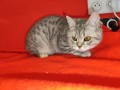 https://www.waibe.fr/sites/delphine59h/medias/images/__HIDDEN__galerie_2/IMG_20250311_135815.jpg