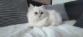 https://www.waibe.fr/sites/delphine59h/medias/images/__HIDDEN__galerie_20/IMG_20240301_141810.jpg