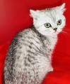 https://www.waibe.fr/sites/delphine59h/medias/images/__HIDDEN__galerie_21/IMG_20250313_153237.jpg