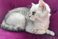 https://www.waibe.fr/sites/delphine59h/medias/images/__HIDDEN__galerie_21/IMG_20250612_181459.jpg