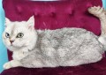 https://www.waibe.fr/sites/delphine59h/medias/images/__HIDDEN__galerie_23/IMG_20250612_161325.jpg