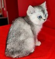 https://www.waibe.fr/sites/delphine59h/medias/images/__HIDDEN__galerie_24/IMG_20250313_152137.jpg