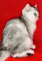 https://www.waibe.fr/sites/delphine59h/medias/images/__HIDDEN__galerie_24/IMG_20250313_152611.jpg