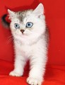 https://www.waibe.fr/sites/delphine59h/medias/images/__HIDDEN__galerie_24/IMG_20250313_152658.jpg