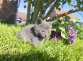 https://www.waibe.fr/sites/delphine59h/medias/images/__HIDDEN__galerie_25/IMG_20260424_163755.jpg