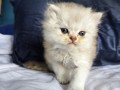 https://www.waibe.fr/sites/delphine59h/medias/images/__HIDDEN__galerie_25/IMG_20260908_142059.jpg