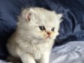 https://www.waibe.fr/sites/delphine59h/medias/images/__HIDDEN__galerie_25/IMG_20260908_142124.jpg