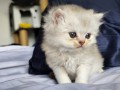 https://www.waibe.fr/sites/delphine59h/medias/images/__HIDDEN__galerie_25/IMG_20260908_142131.jpg
