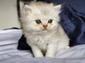 https://www.waibe.fr/sites/delphine59h/medias/images/__HIDDEN__galerie_25/IMG_20260908_142134.jpg