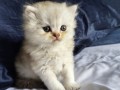 https://www.waibe.fr/sites/delphine59h/medias/images/__HIDDEN__galerie_25/IMG_20260908_142143.jpg