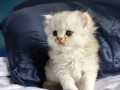 https://www.waibe.fr/sites/delphine59h/medias/images/__HIDDEN__galerie_25/IMG_20260908_142149.jpg