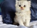 https://www.waibe.fr/sites/delphine59h/medias/images/__HIDDEN__galerie_25/IMG_20260908_142152.jpg